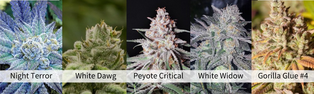 Five strains that produce trichomes the most: night terror, white dawg, peyote critical, white widow, gorilla glue#4.