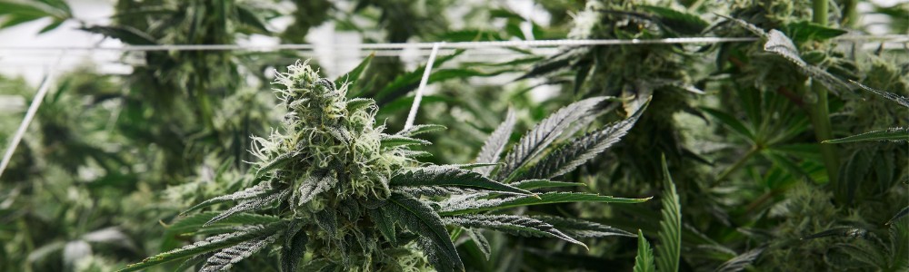 LST Training is usually used to boost trichomes in marijuana growing.