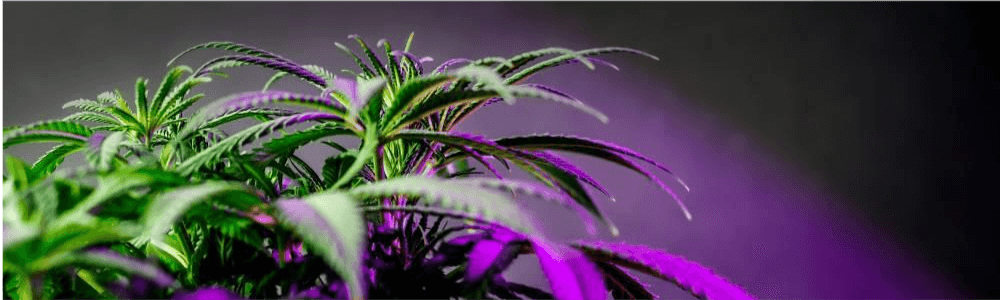 Cannabis growing under UV light