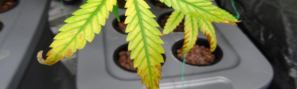 Cannabis leaf problem caused by light burn.