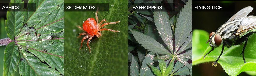 Four common pests seen in cannabis cultivation.