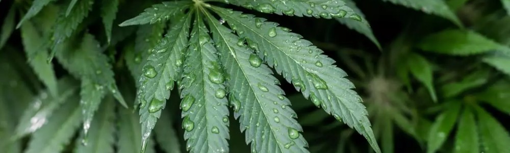 Cannabis leaf with water droplets.