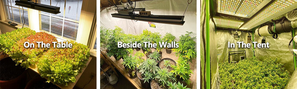 Common types of home growing： on the table, beside the walls, in the grow tents
