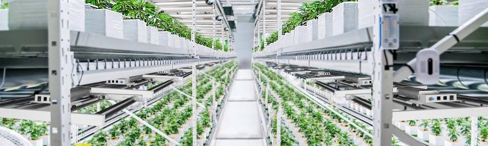 Typical vertical farming with stacked racks.