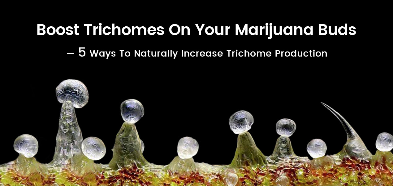 The cover of blog: Boost-Trichomes-On-Your-Marijuana-Buds
