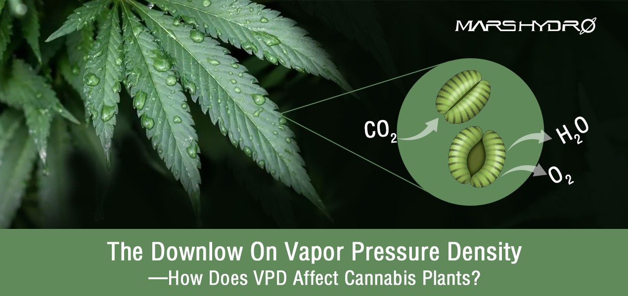 How does VPD affect Cannabis grow?