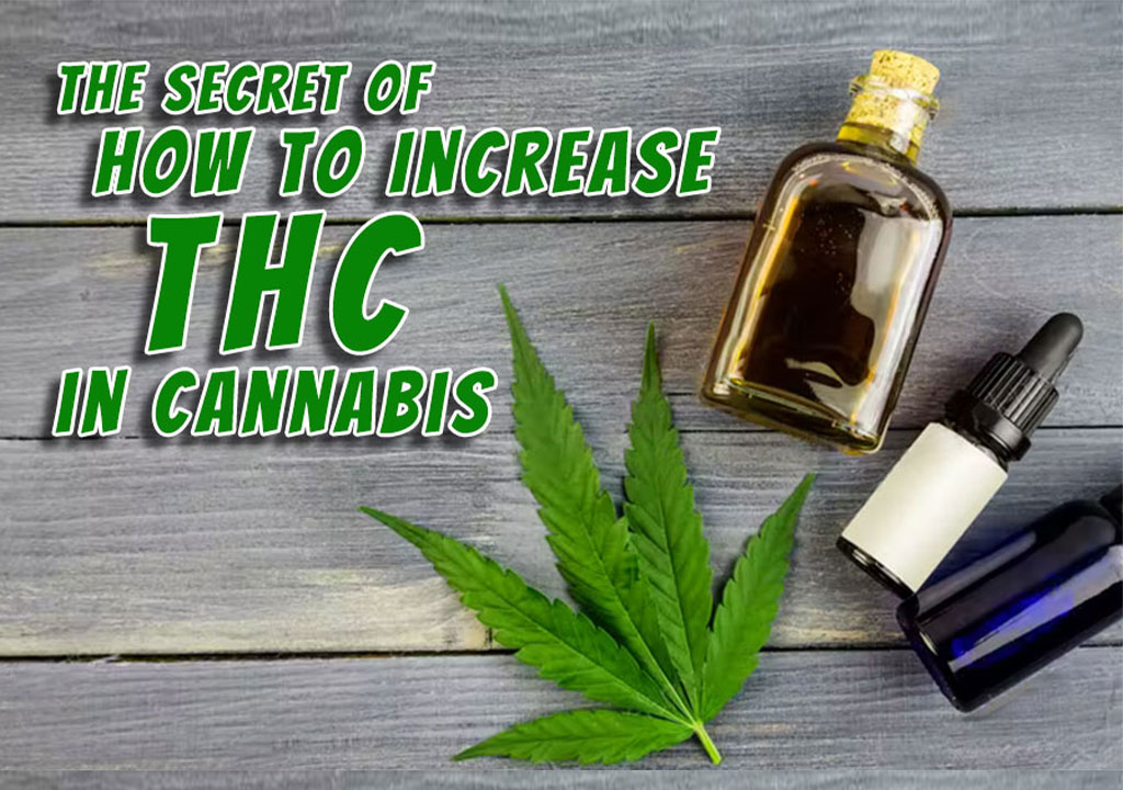 how to increase thc in cannabis