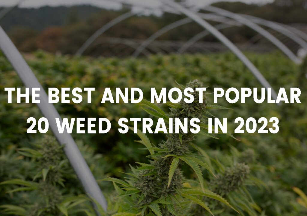 The best and most popular weed strains in 2023