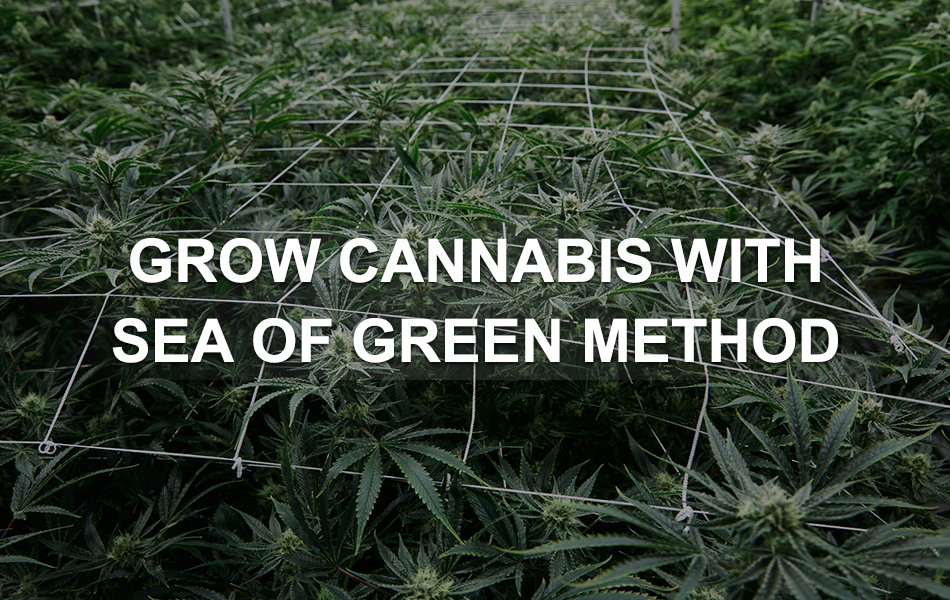 grow cannabis with sea of green method