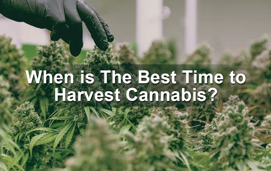 when is the best time to harvest cannabis