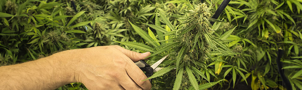 cannabis harvesting