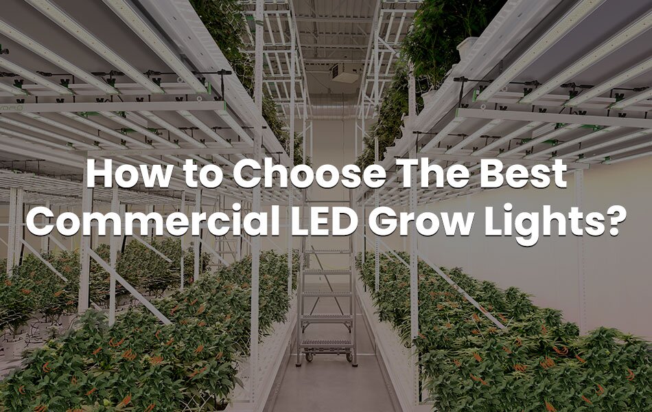 Is Over-Exposure to UV Light a Hazard in Cannabis Growing Facilities? UW  Researchers say Yes.