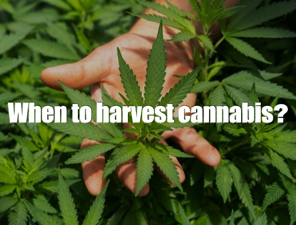 When to harvest cannabis?