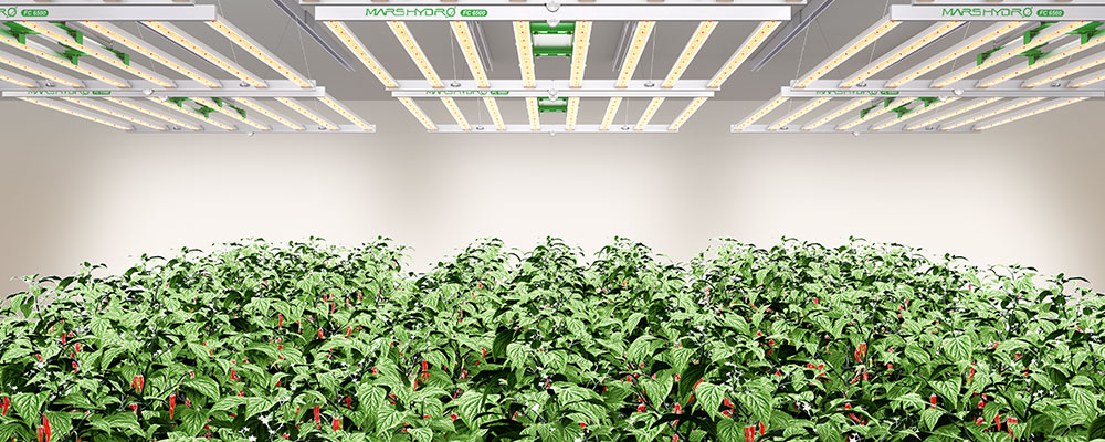 Mars Hydro commercial LED grow lights.