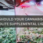 Cannabis with Adlite supplemental light